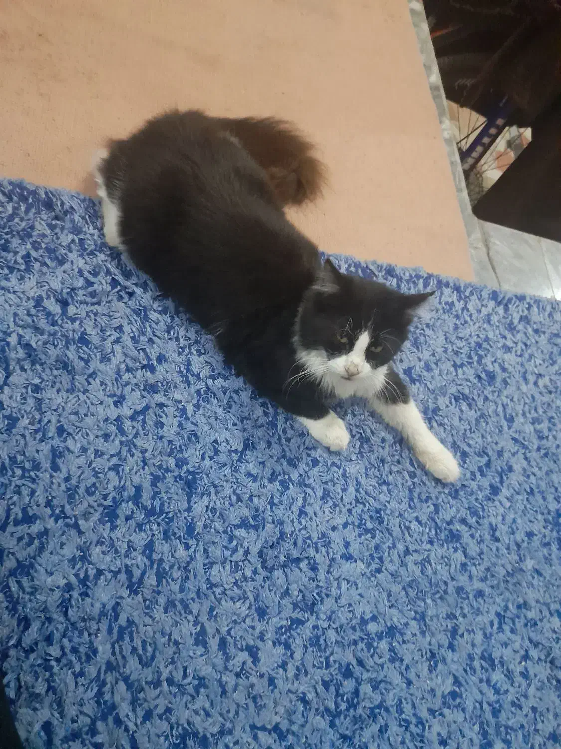 یک عدد گربه نر کاملا دستی و مهربون|گربه|تنکابن, |دیوار