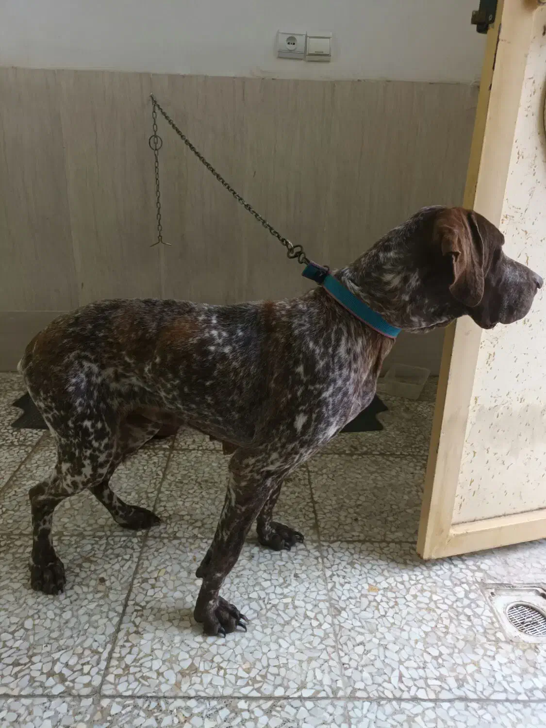 پرشین پیونتر ماده|سگ|لنگرود, |دیوار