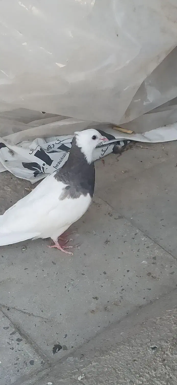 کفتر|پرنده|نورآباد ممسنی, |دیوار