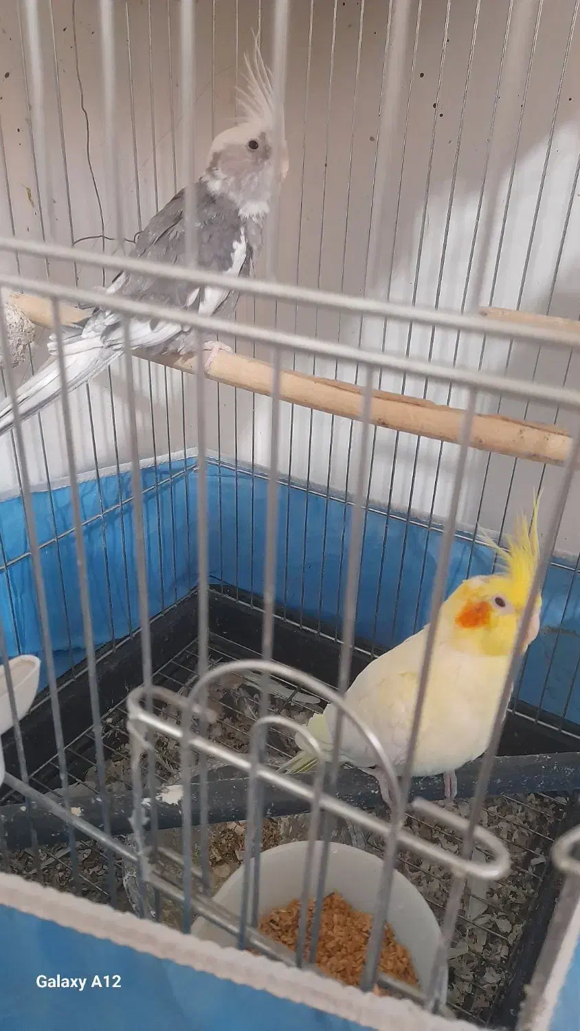 یک جفت عروس هلندی مولدوایت فیس نر لوتینوماده|پرنده|قم, شهرک امام حسین|دیوار