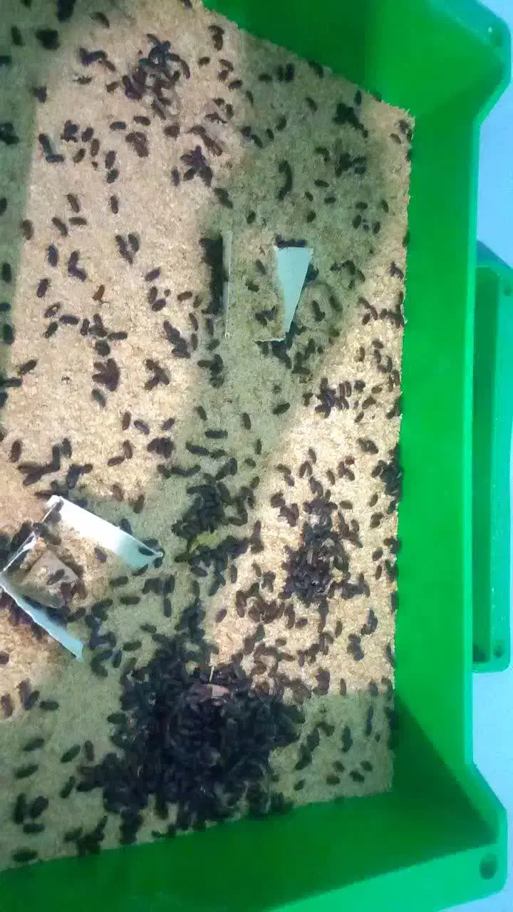 میلورم|خزنده|شیراز, لاله|دیوار