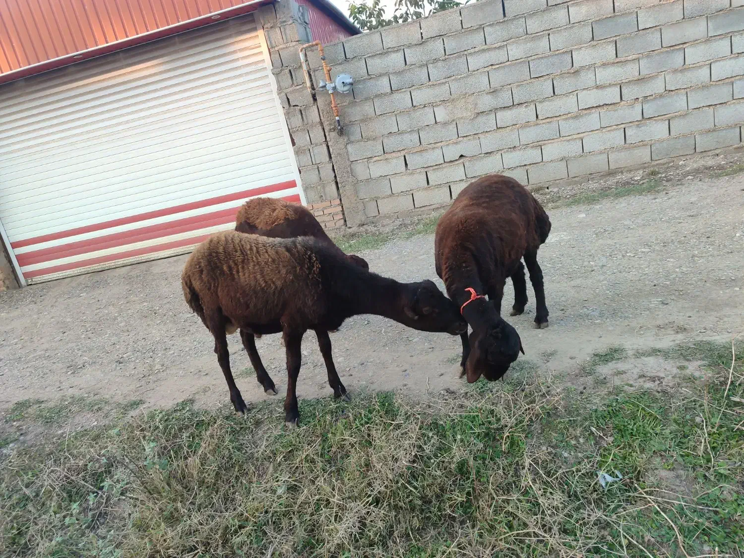 سه راس دوتا ماده یکی نر|حیوانات مزرعه|رامیان, |دیوار