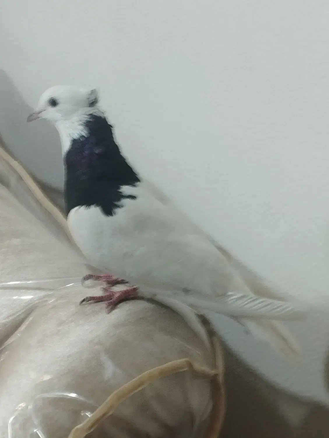 کفتر طوقی ماده|پرنده|شاهین‌شهر, فردوسی|دیوار