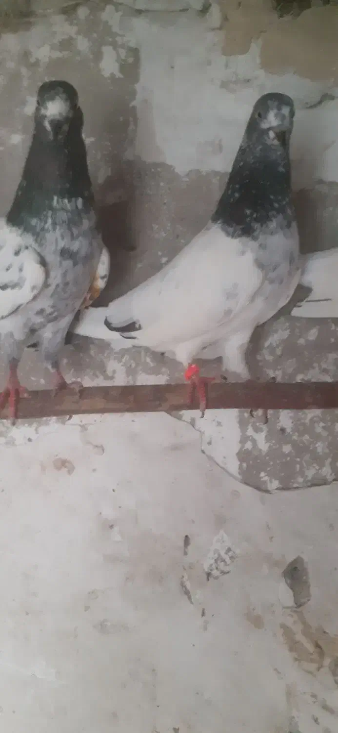 جفت کفتر تیدی جوان|پرنده|چابکسر, |دیوار