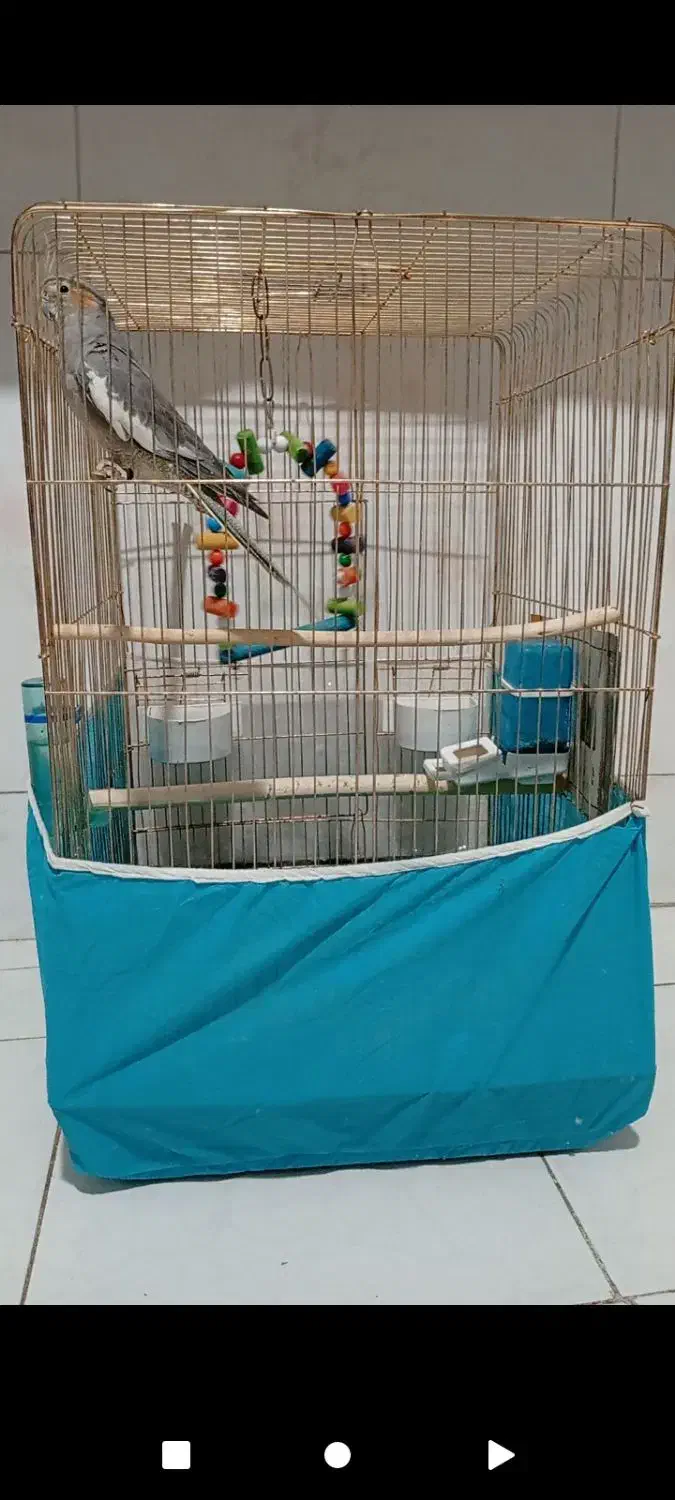 عروس هلندی با قفس|پرنده|تربت جام, شاد|دیوار