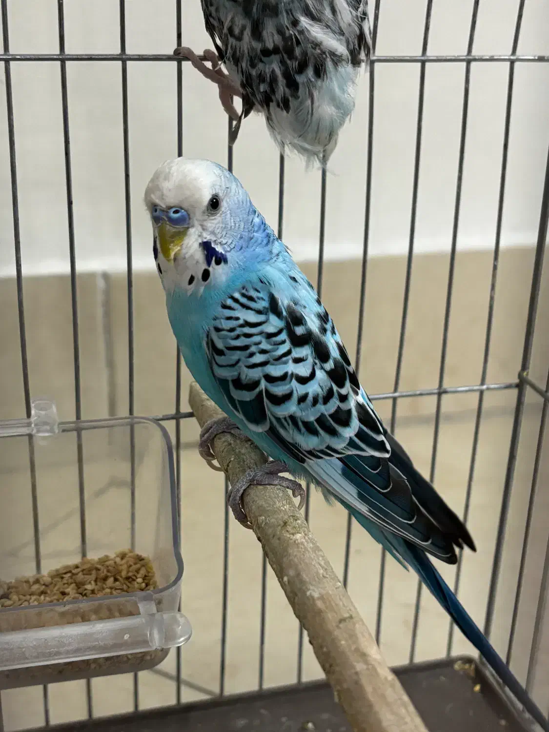 مرغ عشق جفت|پرنده|تهران, هلال احمر|دیوار