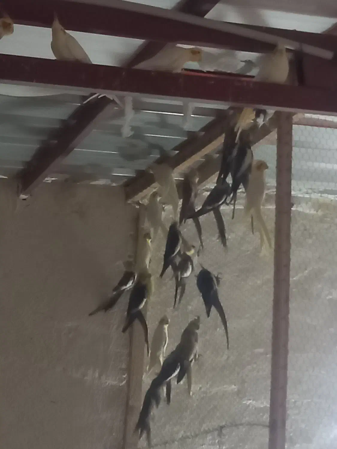 عروس مولد ۱۰۰ درصد گله ای|پرنده|چمستان, |دیوار