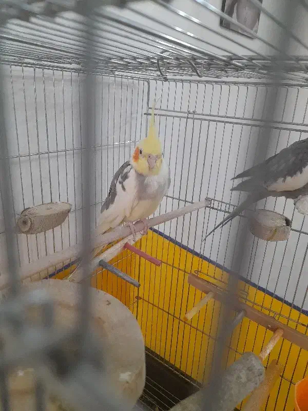 عروس هلندی|پرنده|فولادشهر, مسکن مهر فولادشهر|دیوار