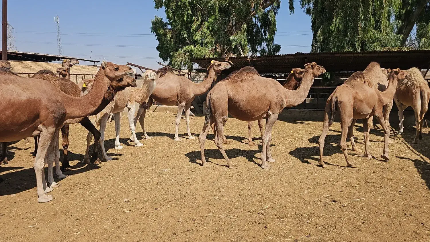 فروش شتر ریز درشت تماس بگیرید|حیوانات مزرعه|شیراز, علی آباد|دیوار