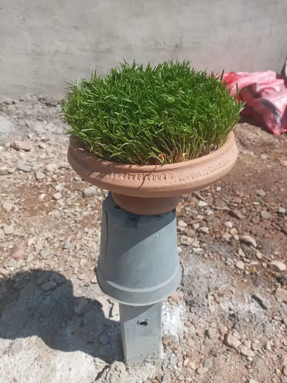 سبزه ی عید|گل و گیاه طبیعی|تهران, افسریه شمالی|دیوار