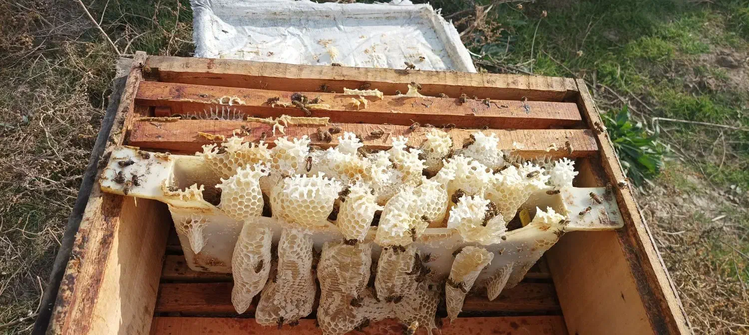 فروش عسل شان به صورت عمده و خرده..|خوردنی و آشامیدنی|مشگین شهر, |دیوار