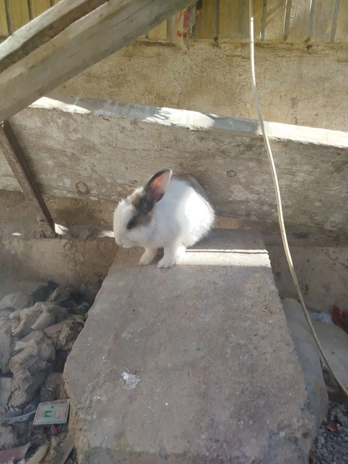 خرگوش|موش و خرگوش|زابل, |دیوار