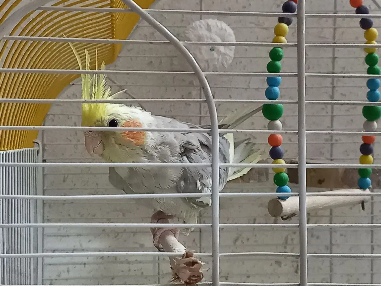 عروس هلندی|پرنده|قم, چهار مردان|دیوار