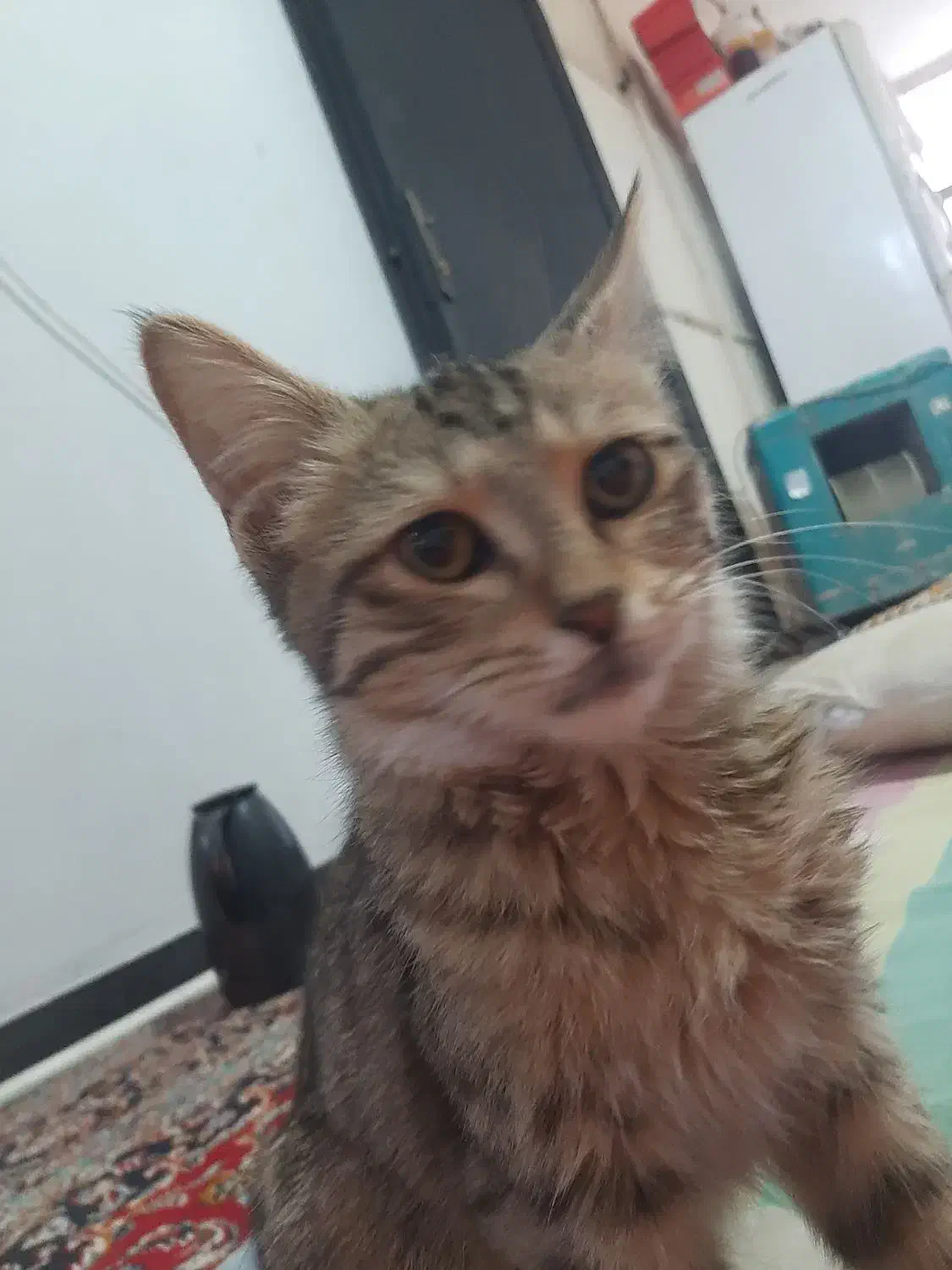 واگذاری رایگان گربه|گربه|کرمان, |دیوار