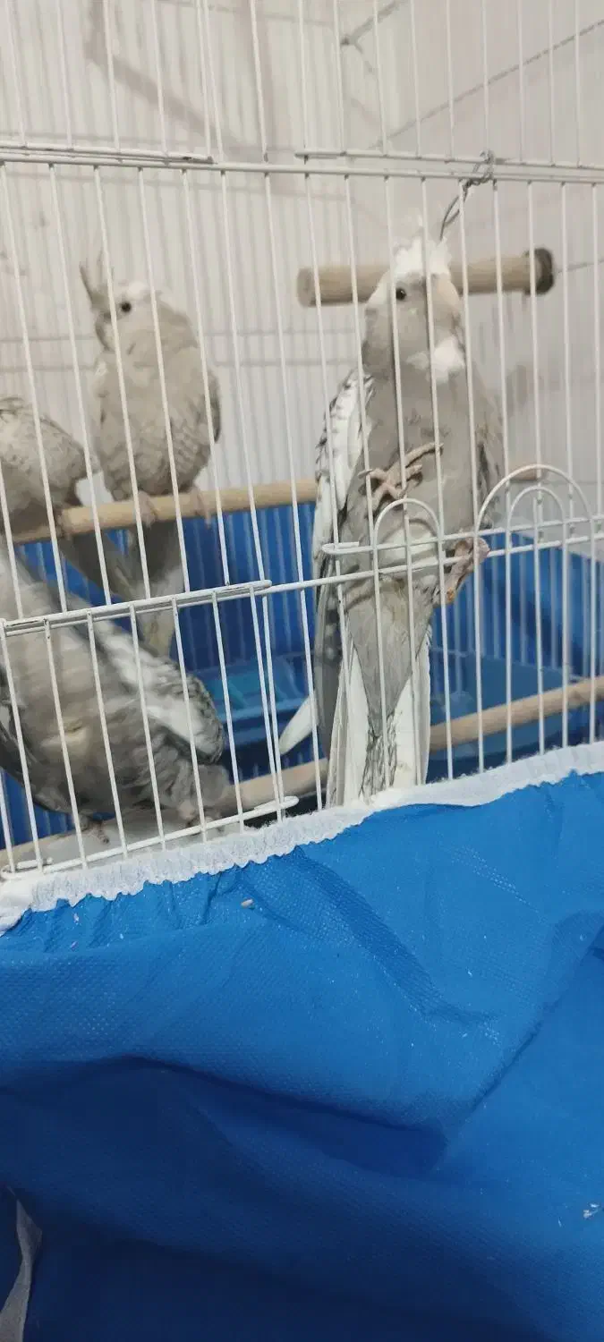 عروس هلندی لتینو|پرنده|فولادشهر, مسکن مهر فولادشهر|دیوار