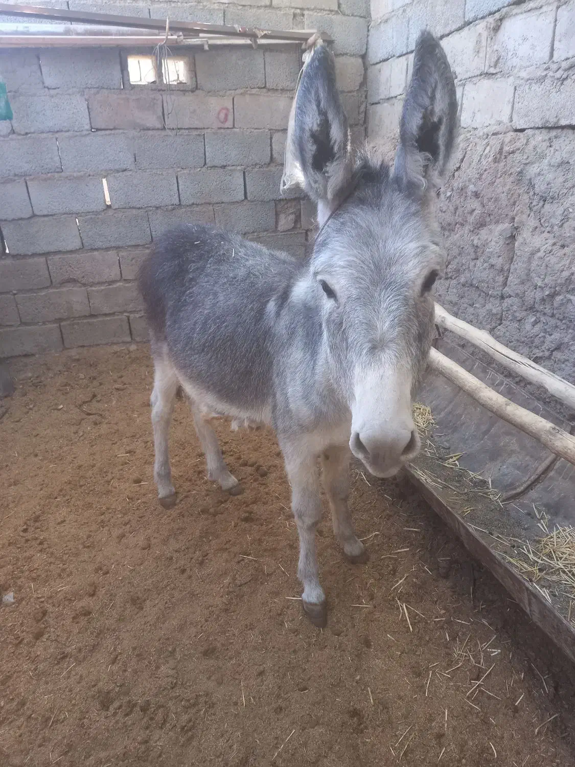 الاغ نر|حیوانات مزرعه|جغتای, |دیوار