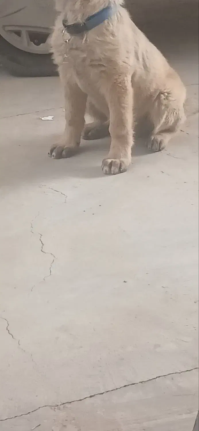 سگ سراب|سگ|رباط‌کریم, شهرک صنعتی سبلان|دیوار