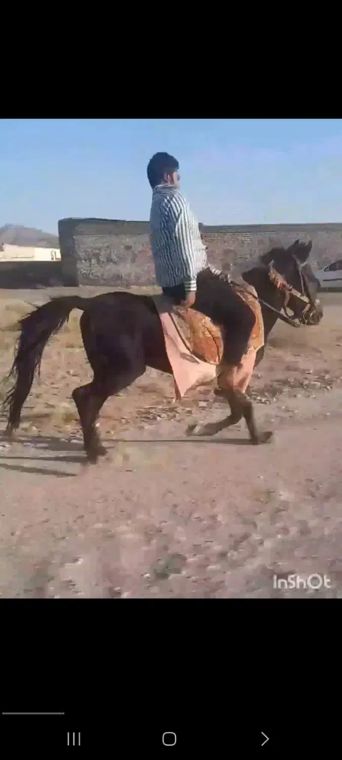 اسب کره یورقه|اسب و تجهیزات اسب‌سواری|تربت‌حیدریه, میدان مرکزی|دیوار