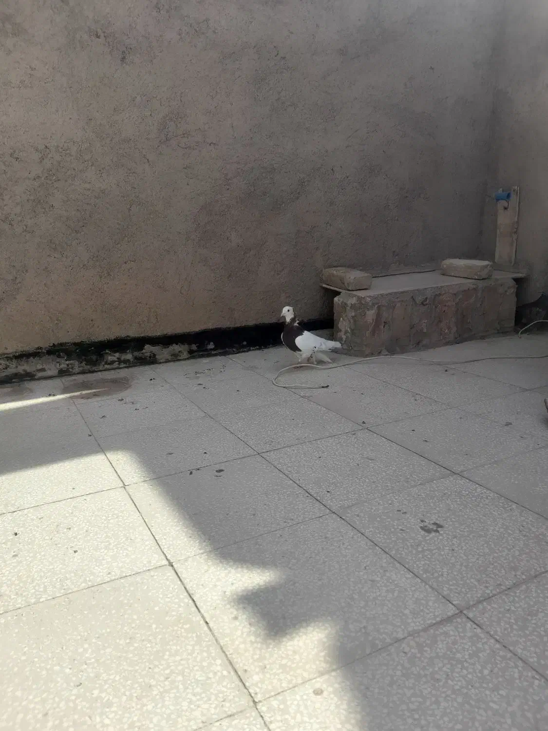 طوقی سرخ نر جوان|پرنده|سبزوار, توحیدشهر|دیوار