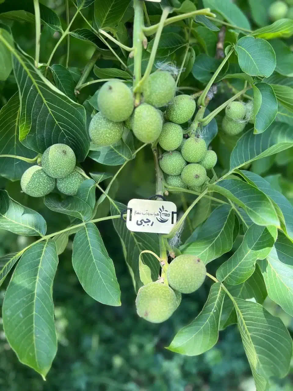 فروش درخت گردو جمال رقم تجاری|خدمات باغبانی و درختکاری|ایوانکی, |دیوار