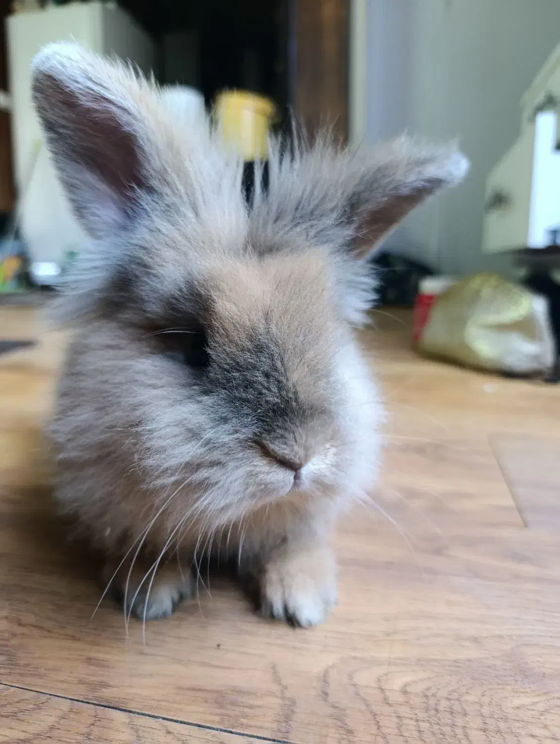 خرگوش جرسی لوپ|موش و خرگوش|شاهینشهر, نظامی|دیوار