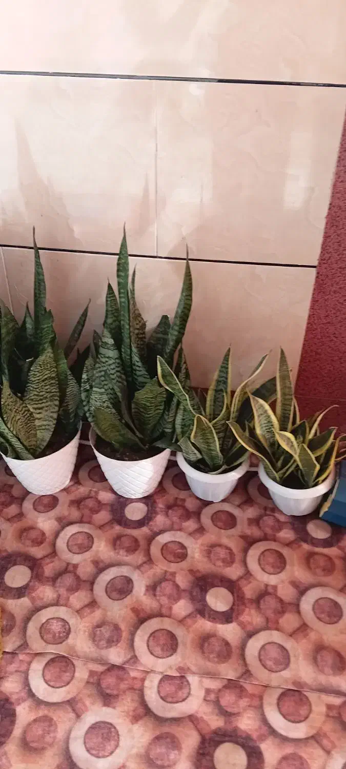 گل شمشیری|گل و گیاه طبیعی|تالش, هشتپر|دیوار