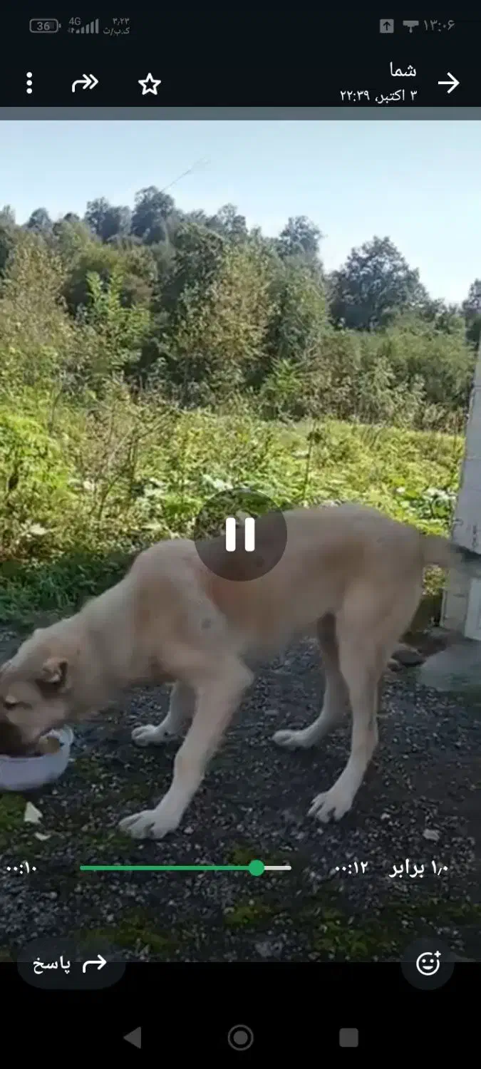 سگ سراب سرحال|سگ|سیاهکل, |دیوار