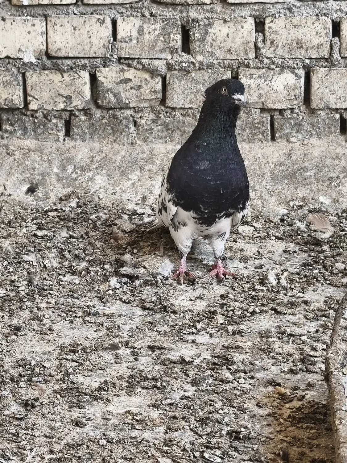 نر کله سیاه|پرنده|بهبهان, |دیوار