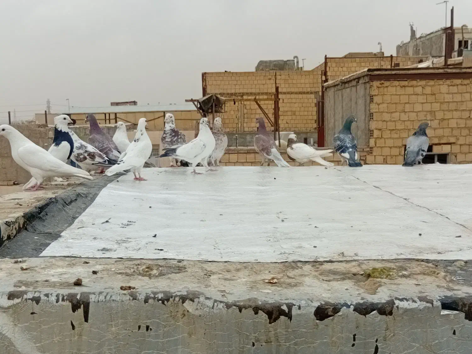 کبوتر فروشی|پرنده|رباط‌کریم, شترخوار|دیوار