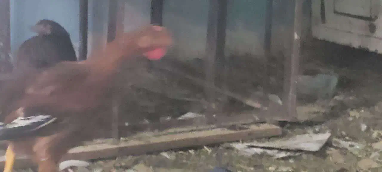 جوجه مرغ خروس (کردی -ماشینی)|حیوانات مزرعه|کرمانشاه, |دیوار