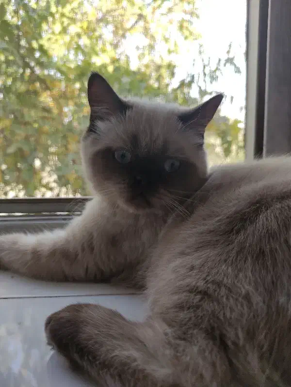 گربه هیمالین|گربه|درگز, |دیوار