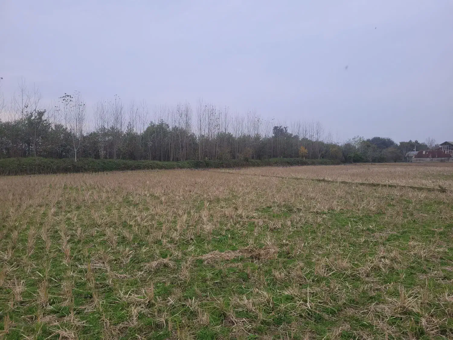 فروش ۵ هزار متر زمین کشاورزی|فروش زمین و ملک کلنگی|شفت, |دیوار