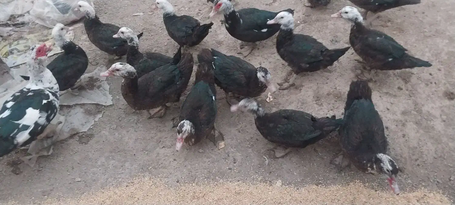 مرغابی شوروی|حیوانات مزرعه|شوط, |دیوار