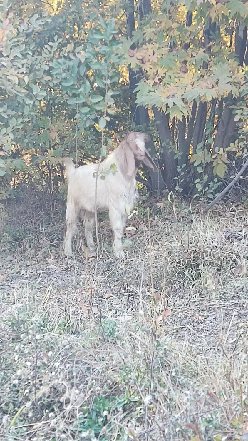 بز نر|حیوانات مزرعه|دینور, |دیوار