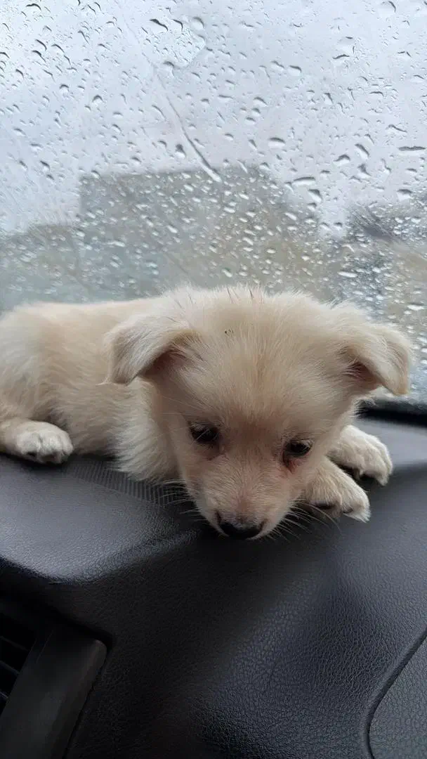 سگ پامر اشپیتیز|سگ|خرمشهر, |دیوار