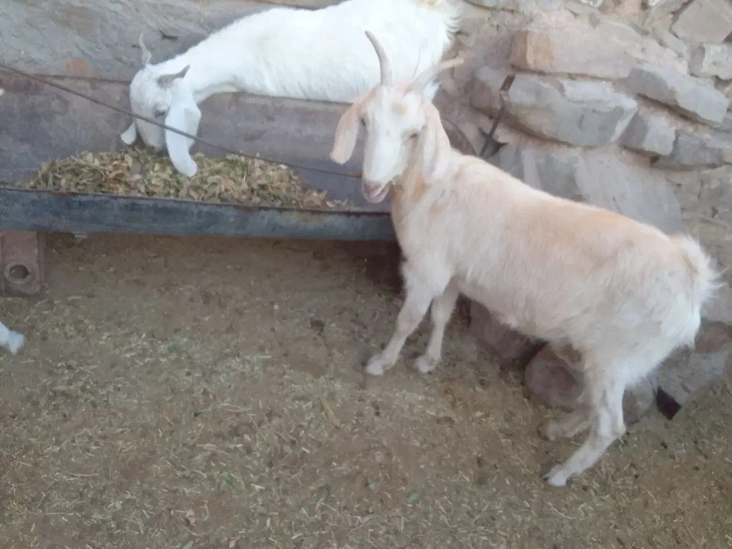 15گیسه و شیرمو|حیوانات مزرعه|بیرجند, |دیوار