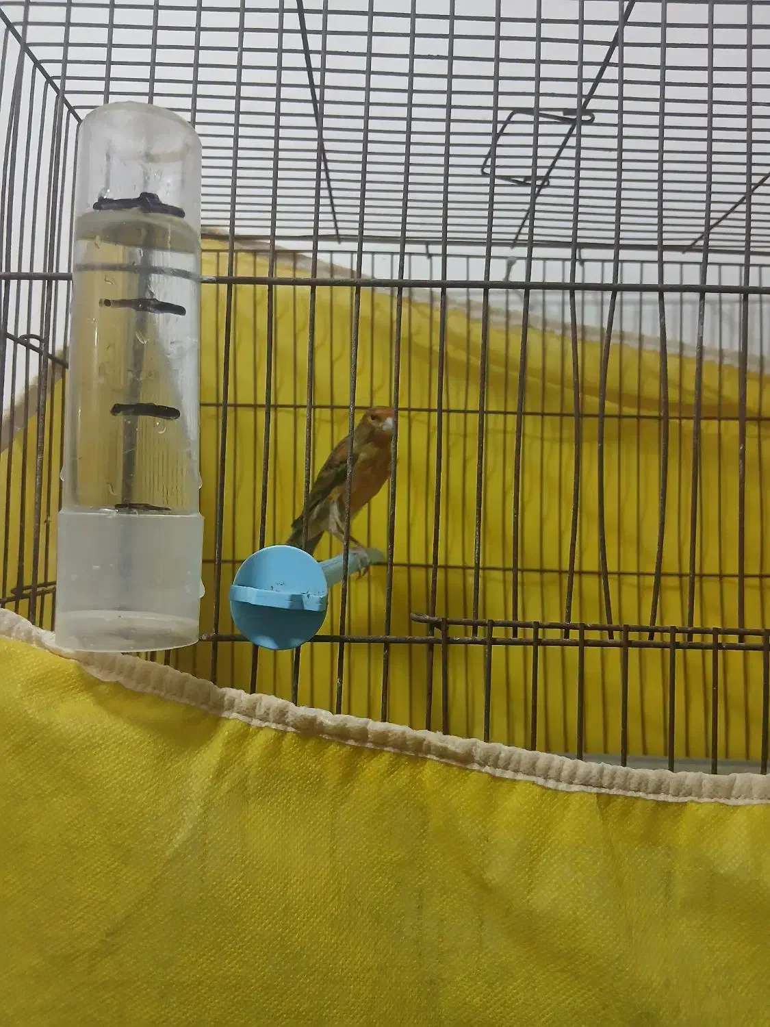 قناری نرمست مست|پرنده|بندر ماهشهر, |دیوار