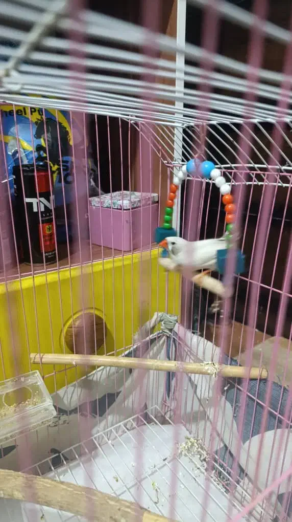 فنچ نر سالم سرحال|پرنده|سیرجان, |دیوار