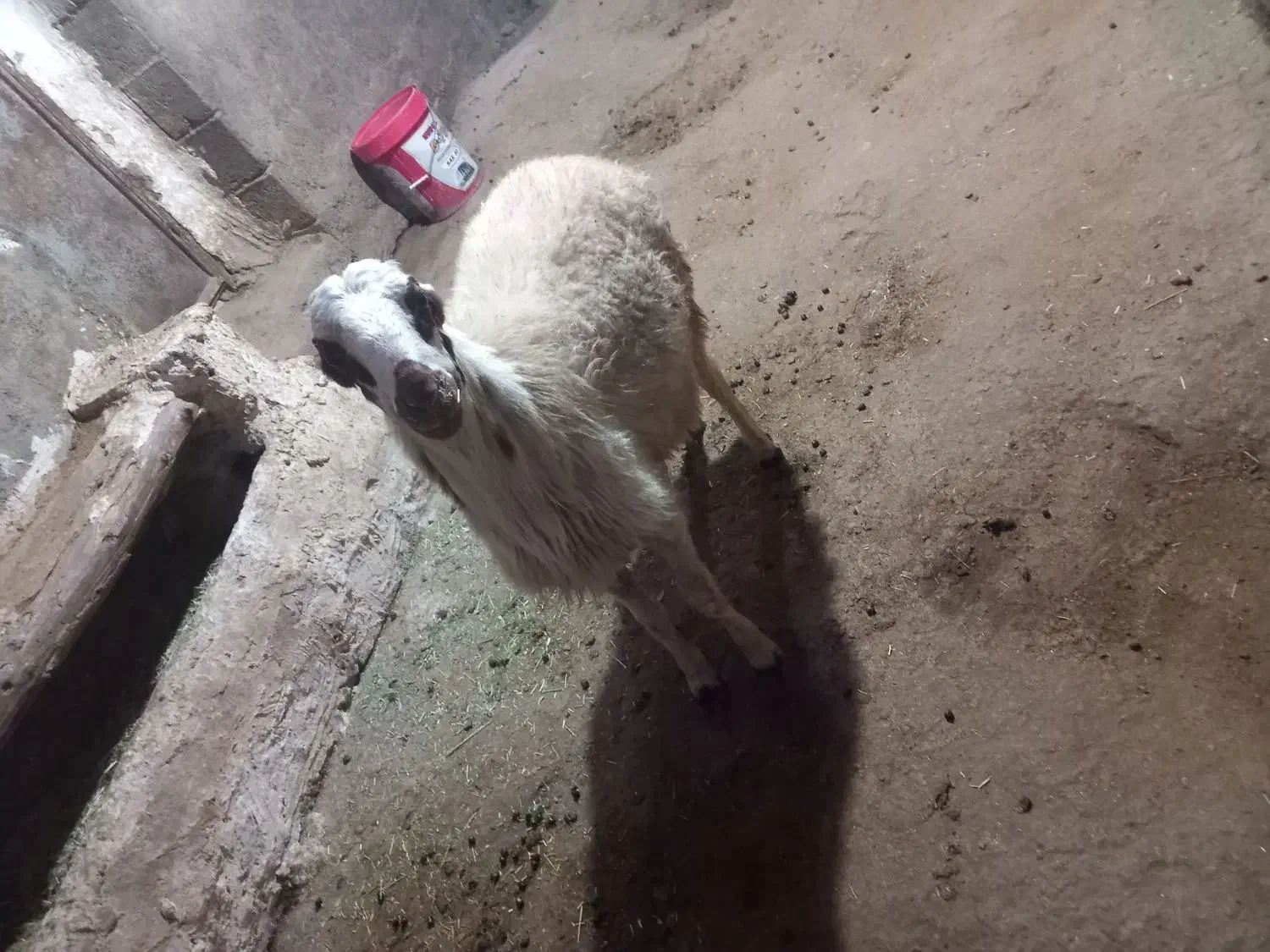 ۱۸ملیون|حیوانات مزرعه|حسین آباد, |دیوار