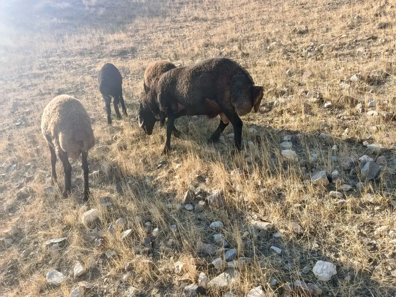 قوچ یک ساله همو|حیوانات مزرعه|ماهنشان, |دیوار