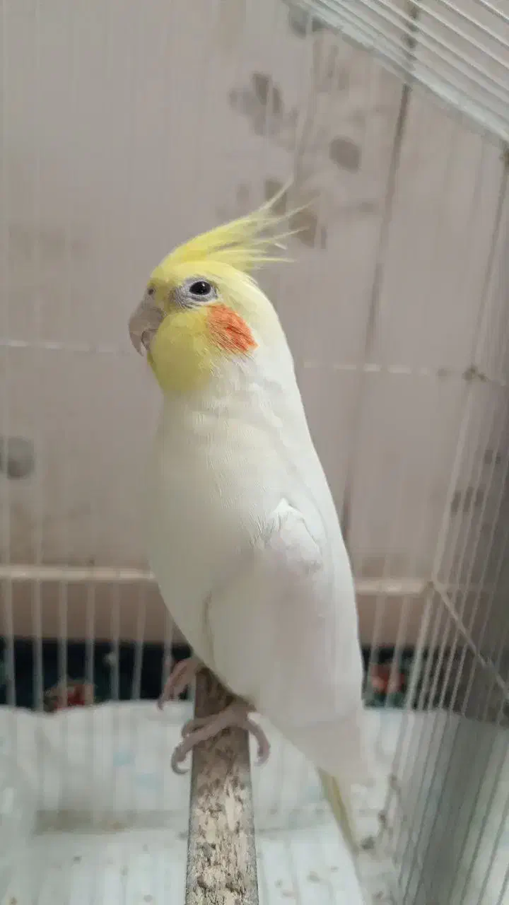 عروس هلندی|پرنده|مشهد, بلال|دیوار