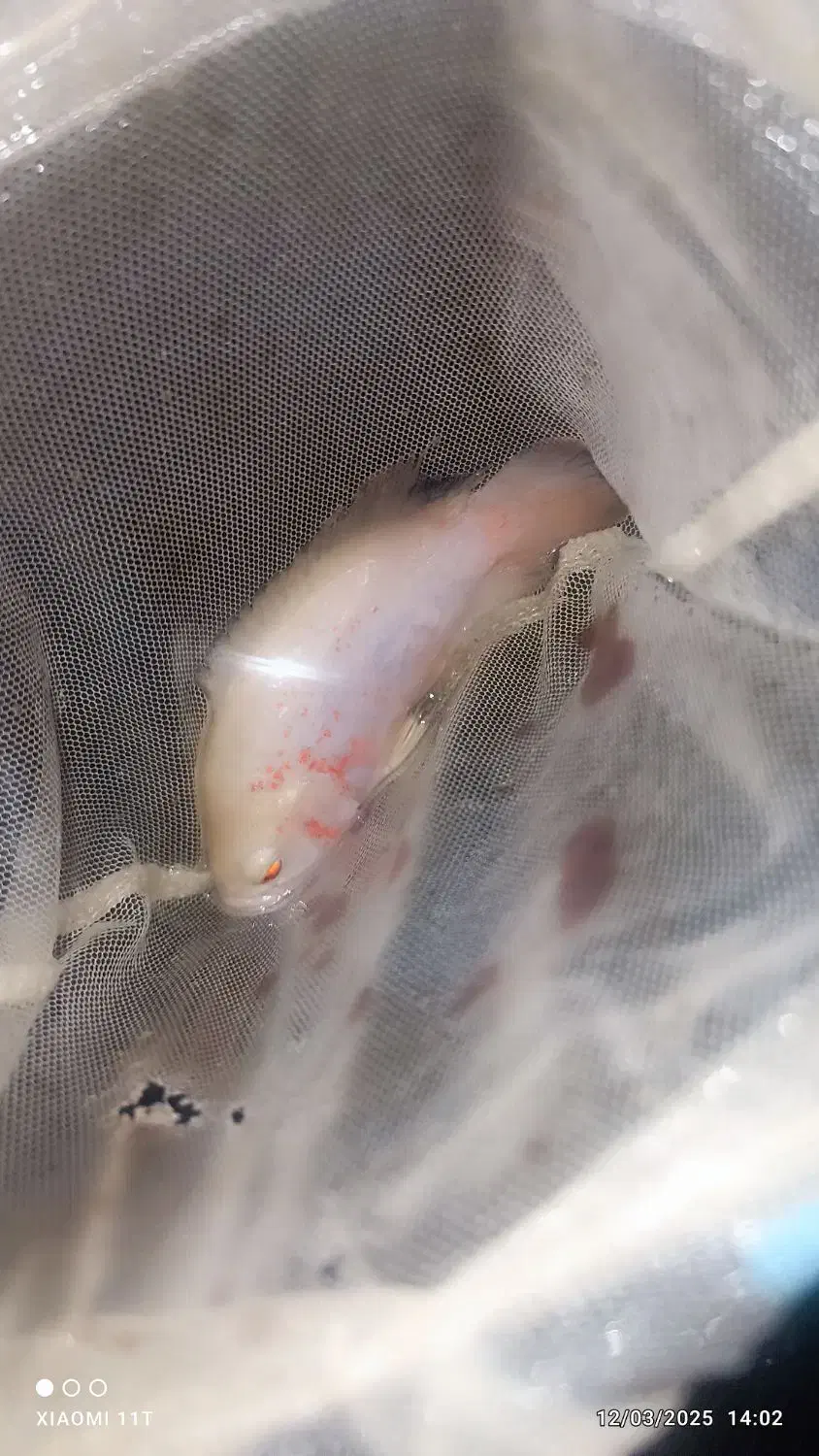 ماهی اسکار|ماهی|بندرعباس, |دیوار