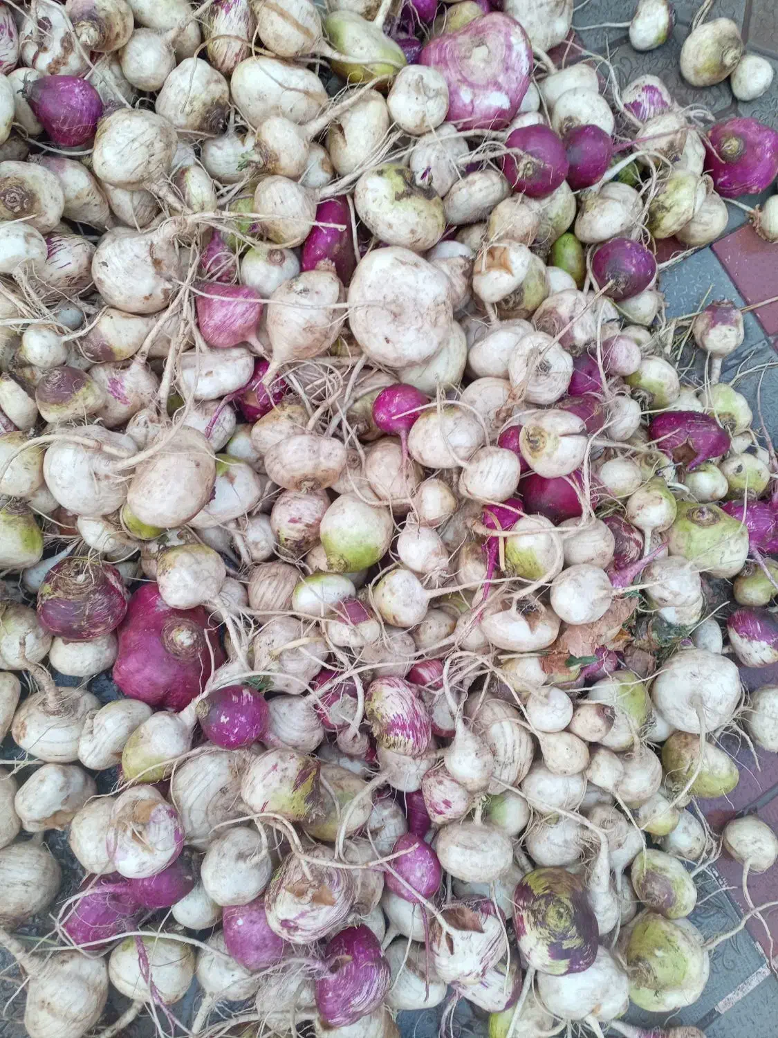 شلغم تازه وشیرین برای شب یلدا|عمدهفروشی|کوهسرخ, |دیوار