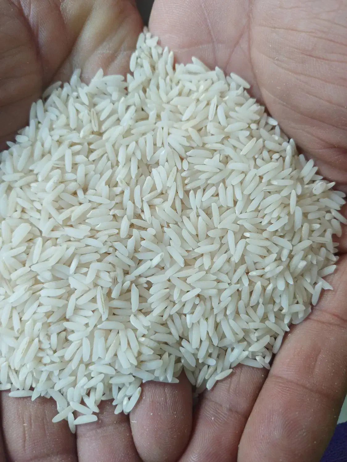 برنج هاشمی سورتینگ شده|خوردنی و آشامیدنی|سنگر, |دیوار