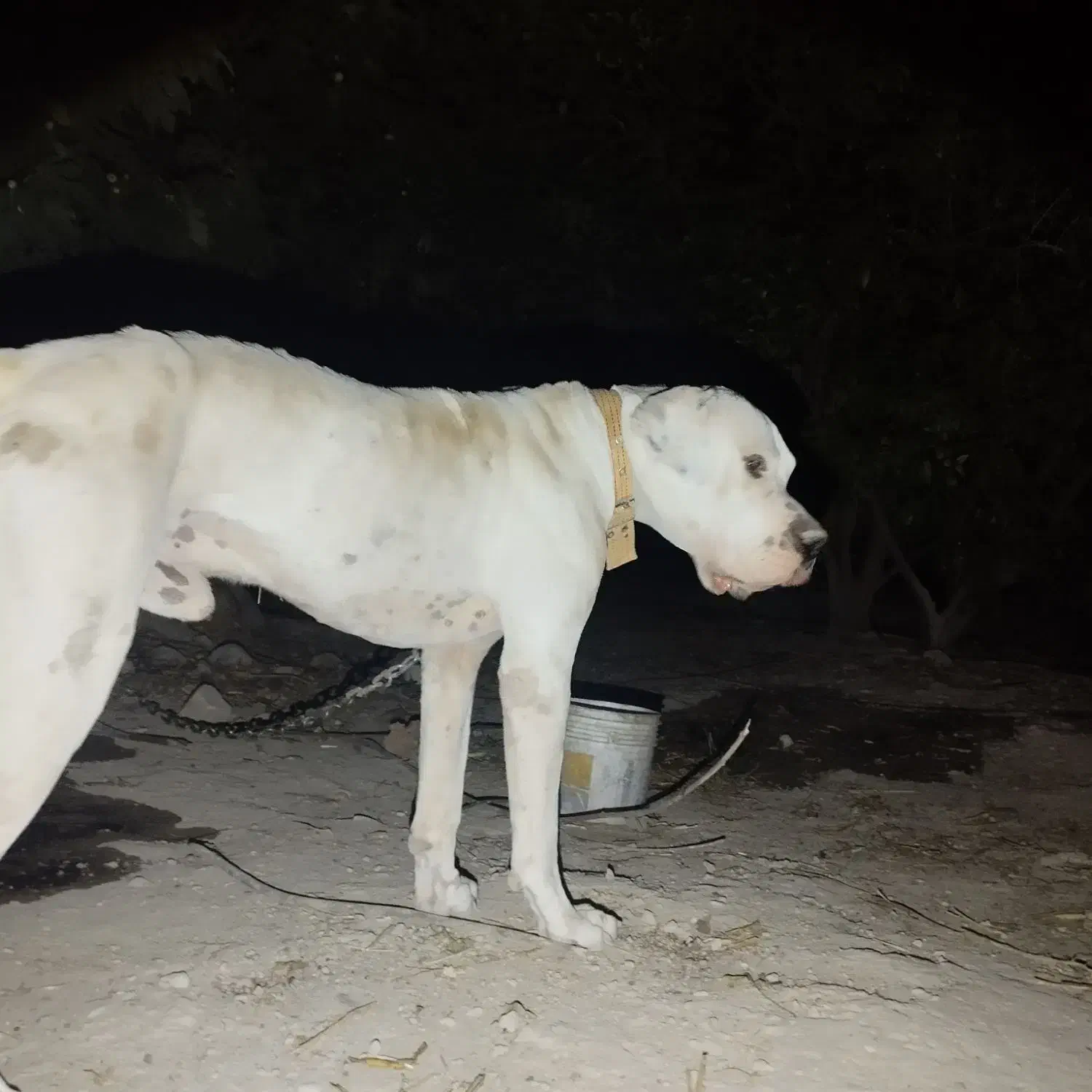 گم شده محدوده بخنگ.بهشت زهرا|سگ|کازرون, |دیوار