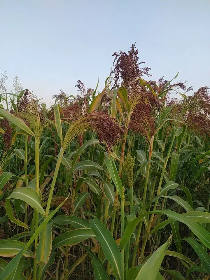 خرید جارو کیلوی و هکتاری|خدمات باغبانی و درختکاری|گنبد کاووس, |دیوار