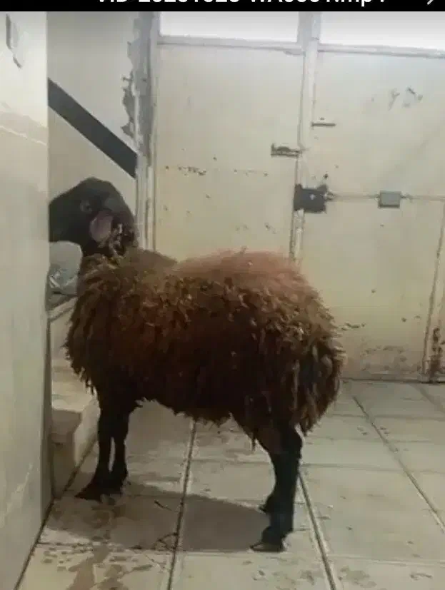 همو زیگوت   یا چند قلو زا|حیوانات مزرعه|کلاترزان, |دیوار