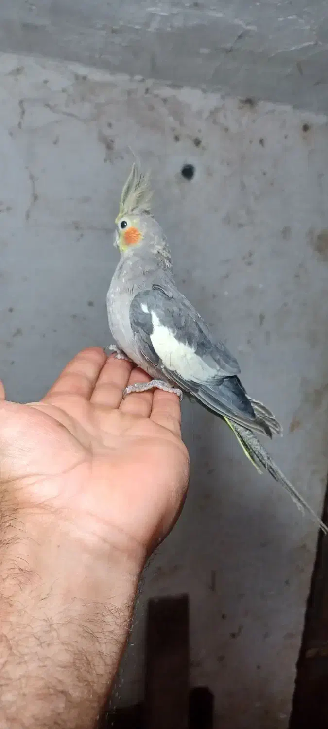 عروس هلندی نر سخنگو|پرنده|رانکوه, |دیوار