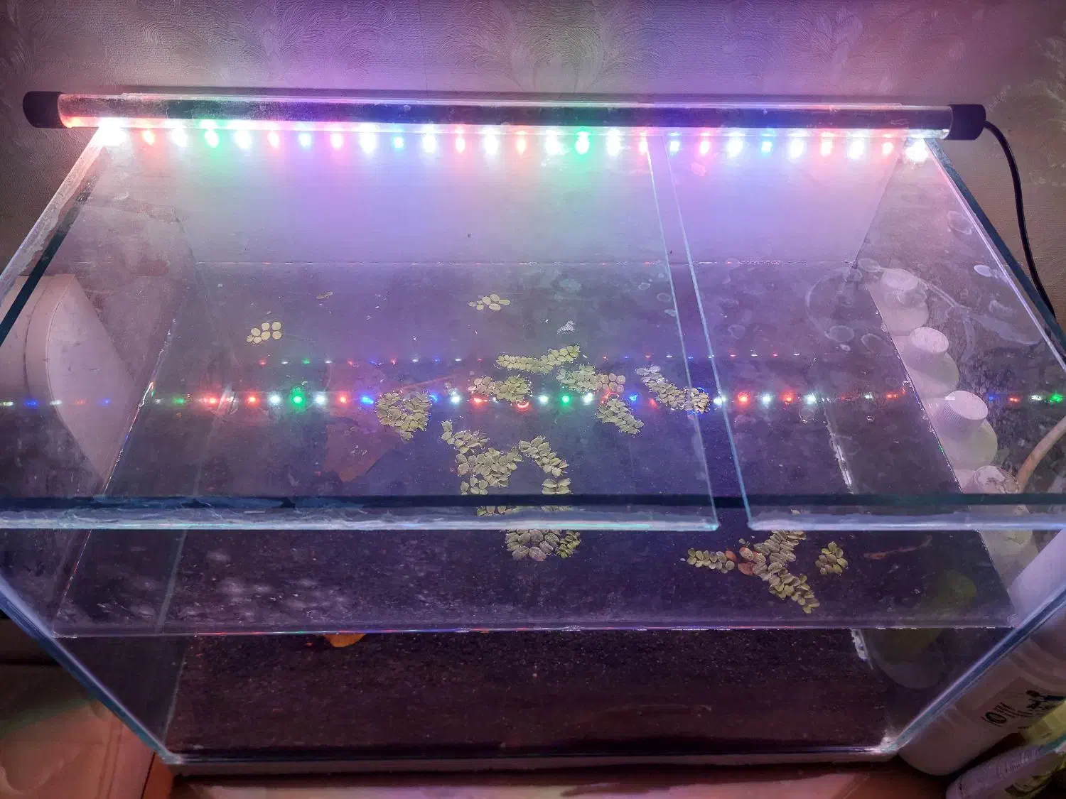 واتر پمپ نور آکواریوم مخصوص ماهی|ماهی|مشهد, امیریه|دیوار