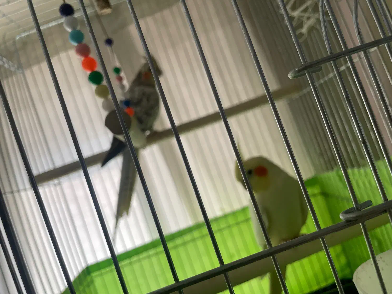 عروس هلندی|پرنده|تهران, یافت آباد جنوبی|دیوار